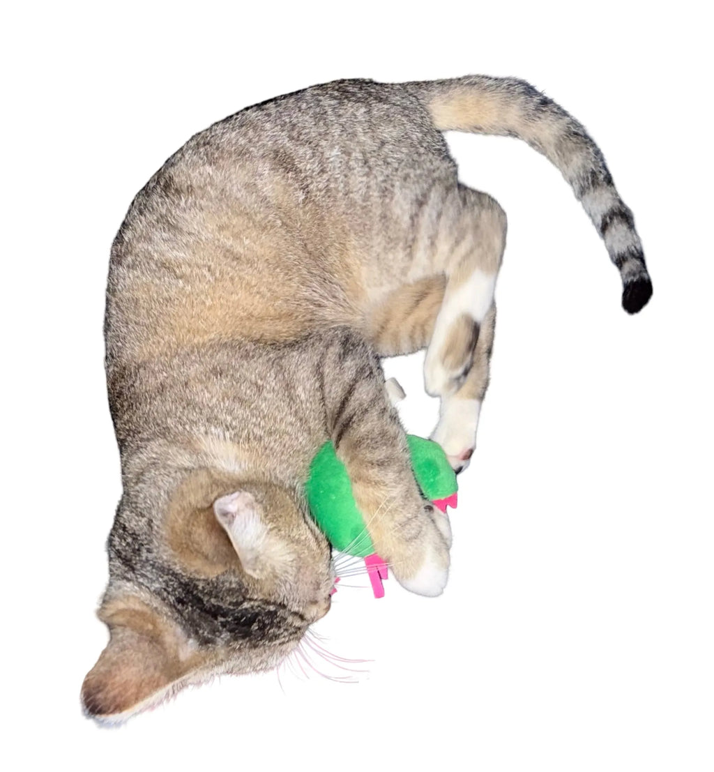 Small Cactus Plush Cat Toy with Smile, Perfect Pet Play